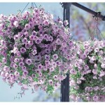 free shipping Flower seeds plant hanging petunia seeds balcony -100 seeds