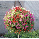 free shipping Flower seeds plant hanging petunia seeds balcony -100 seeds