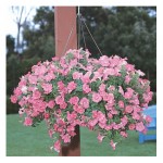 free shipping Flower seeds plant hanging petunia seeds balcony -100 seeds