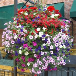 free shipping Flower seeds plant hanging petunia seeds balcony -100 seeds
