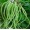 Green2 -$0.20