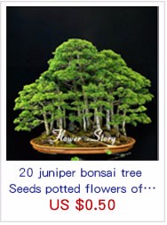 -8-Kinds-Japanese-Maple-Bonsai-Tree-Seeds-Garden-Plants--for-home-20-Pcs-each-kind-32470876306