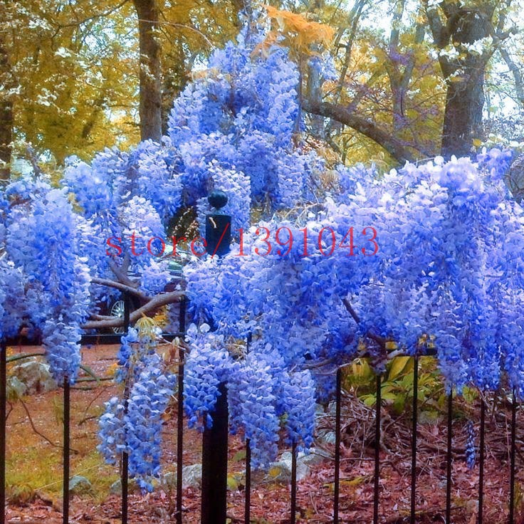 10-wisteria-seeds-outdoor-plant-Purple-Wisteria-Flower-Seeds-for-DIY-home-garden-Climb-rattan-flower-32551021306
