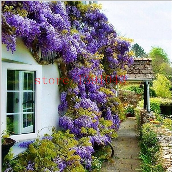 10-wisteria-seeds-outdoor-plant-Purple-Wisteria-Flower-Seeds-for-DIY-home-garden-Climb-rattan-flower-32551021306