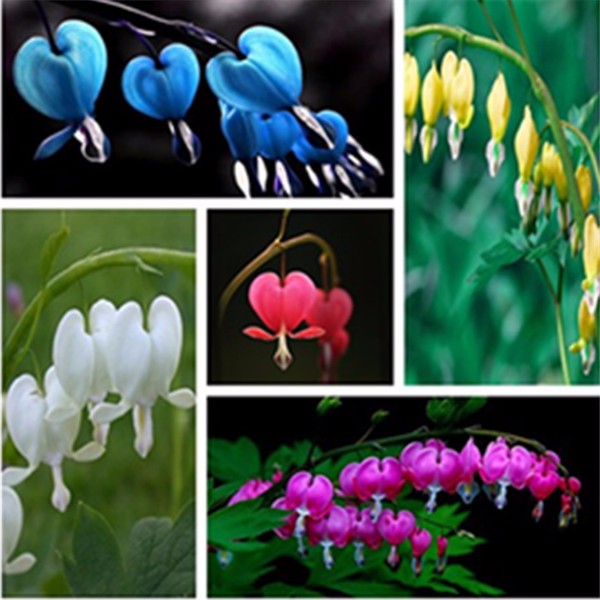 100-Dicentra-Spectabilis-seeds-Bleeding-Heart-classic-cottage-garden-plant-heart-shaped-flowers-in-s-32394610474