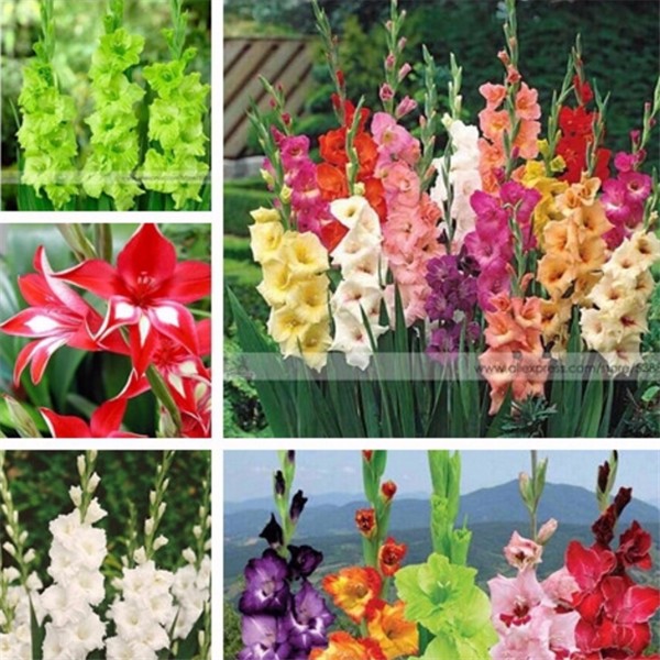100-Dicentra-Spectabilis-seeds-Bleeding-Heart-classic-cottage-garden-plant-heart-shaped-flowers-in-s-32394610474