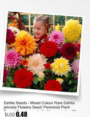 100-true-Desert-Rose-Seeds-Ornamental-Plants-Balcony-Bonsai-Potted-Flowers-Seeds-Adenium-Obesum-Seed-32695786045