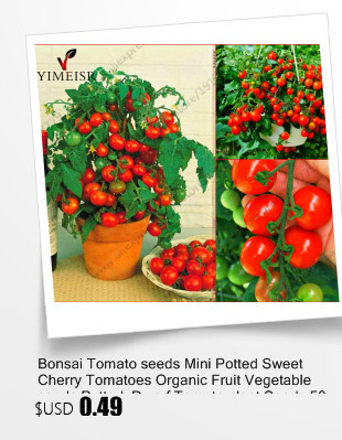 100-true-Desert-Rose-Seeds-Ornamental-Plants-Balcony-Bonsai-Potted-Flowers-Seeds-Adenium-Obesum-Seed-32695786045