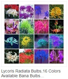 100bag-Rainbow-Chrysanthemum-Flower-Seeds-rare-color-new-arrival-DIY-Home-Garden-flower-plant-32322264222