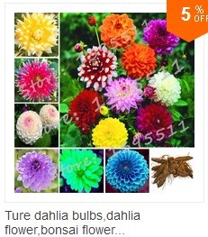 100bag-Rainbow-Chrysanthemum-Flower-Seeds-rare-color-new-arrival-DIY-Home-Garden-flower-plant-32322264222