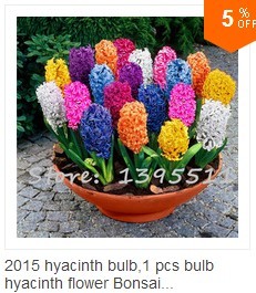 100bag-Rainbow-Chrysanthemum-Flower-Seeds-rare-color-new-arrival-DIY-Home-Garden-flower-plant-32322264222