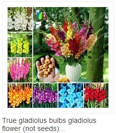 100bag-Rainbow-Chrysanthemum-Flower-Seeds-rare-color-new-arrival-DIY-Home-Garden-flower-plant-32322264222