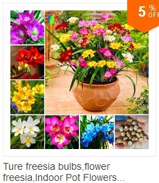 100bag-Rainbow-Chrysanthemum-Flower-Seeds-rare-color-new-arrival-DIY-Home-Garden-flower-plant-32322264222
