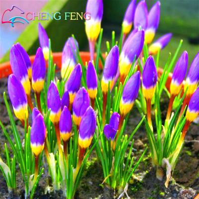 100pcs-Bonsai-Seeds-of-Aquatic-Plants-Double-Petals-Pink-Daffodils-Seed-Narcissus-seeds-for-Home-Gar-32661459929