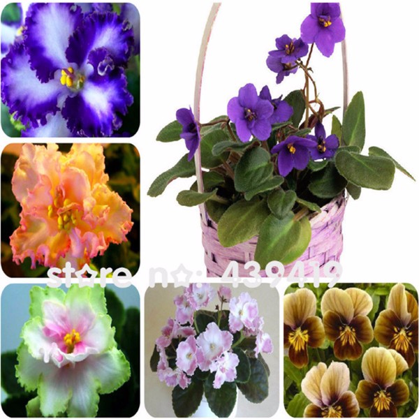 100pcs-lobelia-seeds-Garden-indoor-bonsai-flower-plant-blue-purple-White-Pink-Diaopen-flower-garden--32614280211