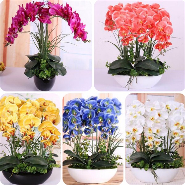 100pcs-lobelia-seeds-Garden-indoor-bonsai-flower-plant-blue-purple-White-Pink-Diaopen-flower-garden--32614280211