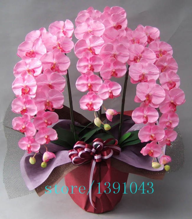 100pcs-orchidorchid-seedsphalaenopsis-orchidbonsai-hydroponic-flower-seeds-for-four-seasonspotted-pl-32621904661