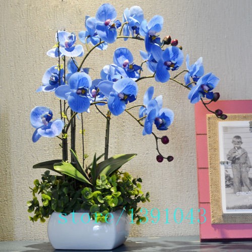 100pcs-orchidorchid-seedsphalaenopsis-orchidbonsai-hydroponic-flower-seeds-for-four-seasonspotted-pl-32621904661