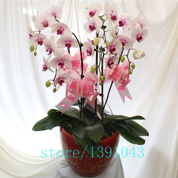 100pcs-orchidorchid-seedsphalaenopsis-orchidbonsai-hydroponic-flower-seeds-for-four-seasonspotted-pl-32621904661