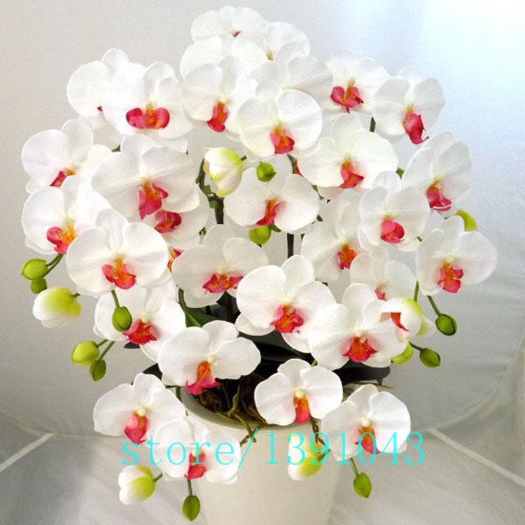 100pcs-orchidorchid-seedsphalaenopsis-orchidbonsai-hydroponic-flower-seeds-for-four-seasonspotted-pl-32621904661