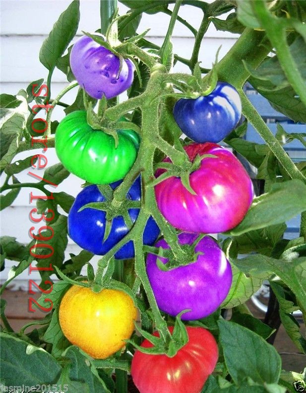 100pcsbag--rainbow-tomato-seeds-rare-tomato-seeds-bonsai-organic-vegetable-amp-fruit-seedspotted-pla-32610888414