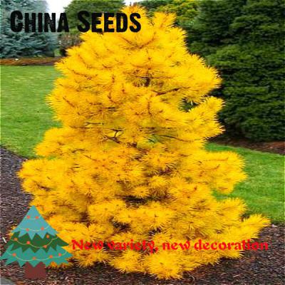 200-Pcs-Pampas-Grass-Seeds-Patio-And-Garden-Potted-Ornamental-Plants-New-Flowers-pink-Yellow-White-P-32660000386