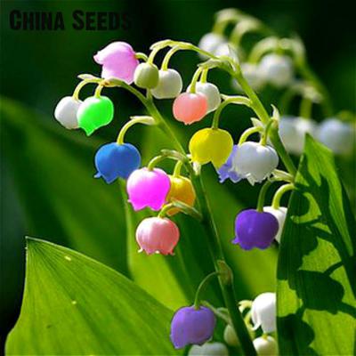 200-Pcs-Pampas-Grass-Seeds-Patio-And-Garden-Potted-Ornamental-Plants-New-Flowers-pink-Yellow-White-P-32660000386