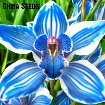 200-Pcs-Pampas-Grass-Seeds-Patio-And-Garden-Potted-Ornamental-Plants-New-Flowers-pink-Yellow-White-P-32660000386