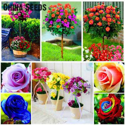 200-Pcs-Pampas-Grass-Seeds-Patio-And-Garden-Potted-Ornamental-Plants-New-Flowers-pink-Yellow-White-P-32660000386