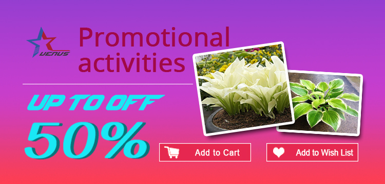2016-Hippeastrum-bulbs-bonsai-amaryllis-seeds-barbados-lily-DIY-home-garden-lily-potted-seed-bonsai--32667995749