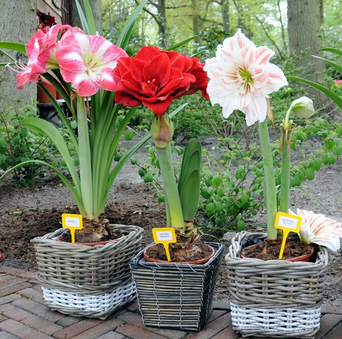 2016-Hippeastrum-bulbs-bonsai-amaryllis-seeds-barbados-lily-DIY-home-garden-lily-potted-seed-bonsai--32667995749