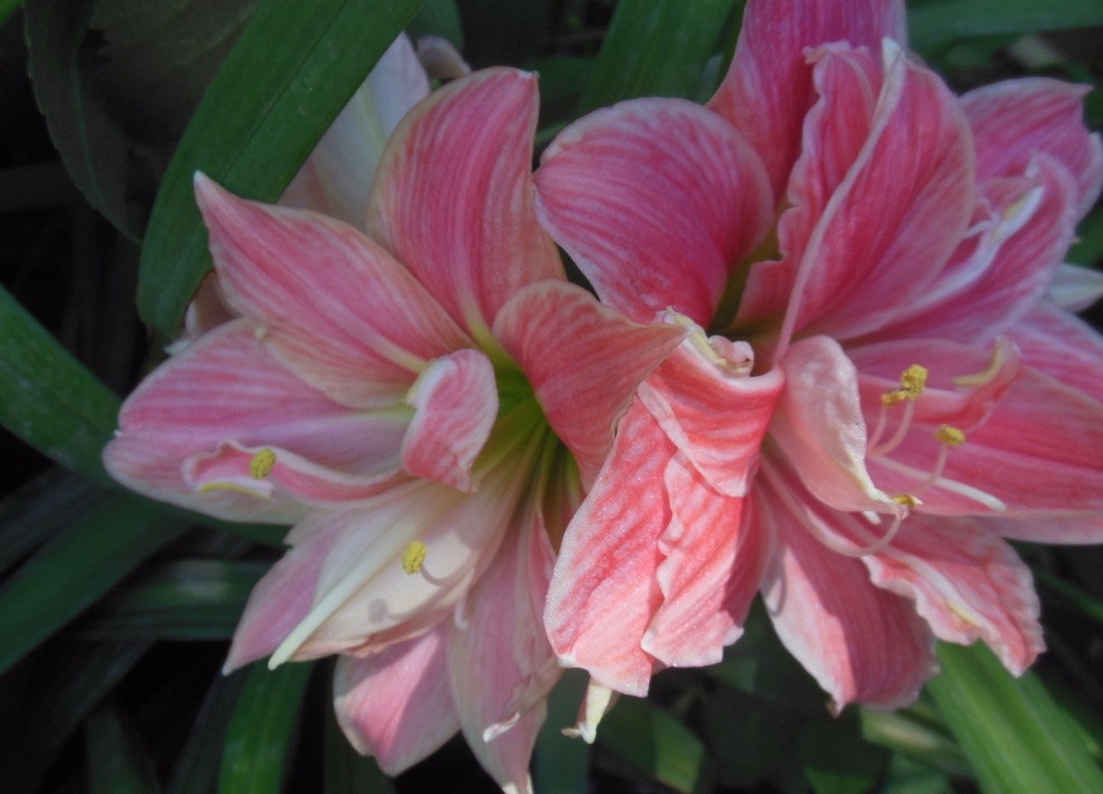 2016-Hippeastrum-bulbs-bonsai-amaryllis-seeds-barbados-lily-DIY-home-garden-lily-potted-seed-bonsai--32667995749
