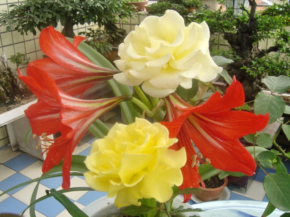 2016-Hippeastrum-bulbs-bonsai-amaryllis-seeds-barbados-lily-DIY-home-garden-lily-potted-seed-bonsai--32667995749