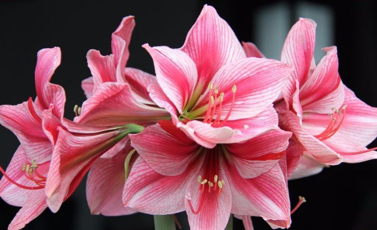 2016-Hippeastrum-bulbs-bonsai-amaryllis-seeds-barbados-lily-DIY-home-garden-lily-potted-seed-bonsai--32667995749