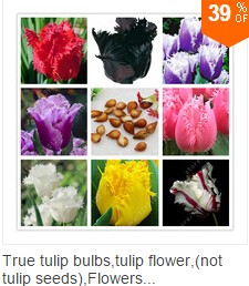 50pcs-rare-iris-iris-seedsbonsai-flower-seeds24-colours-Heirloom-Iris-Tectorum-Perennial-Flower-Seed-32618517551