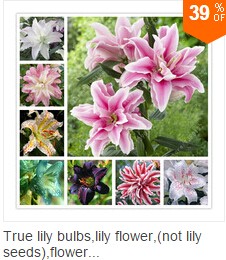 50pcs-rare-iris-iris-seedsbonsai-flower-seeds24-colours-Heirloom-Iris-Tectorum-Perennial-Flower-Seed-32618517551