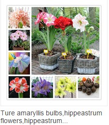 50pcs-rare-iris-iris-seedsbonsai-flower-seeds24-colours-Heirloom-Iris-Tectorum-Perennial-Flower-Seed-32618517551