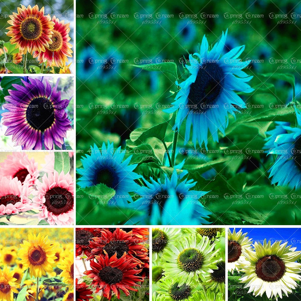 50pcsbag-Vanilla-Strawberry-Hydrangea-Flower-Seeds-for-Planting-Flower-Bonsai-or-tree-Seeds-Hydrange-32691491567