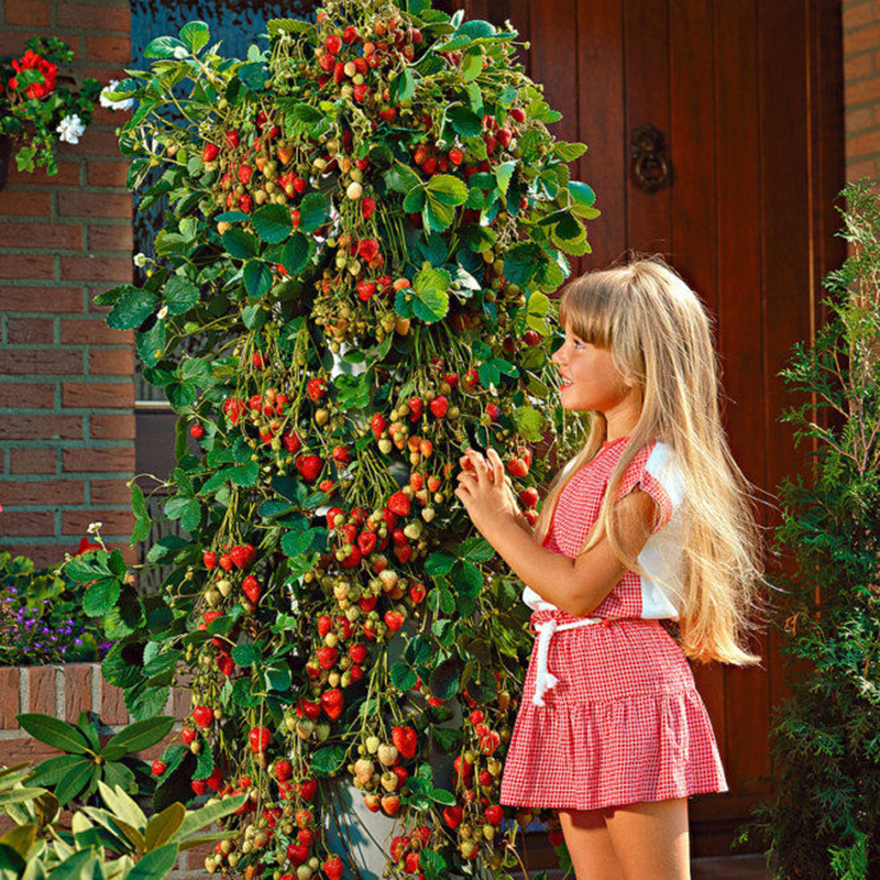 800pcs-Strawberry-seeds-2016-new-red-giant--Climbing-Strawberry-Fruit-Plant-Seeds-for--Home-Garden-p-32613823611