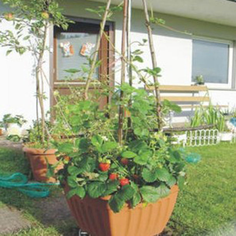 800pcs-Strawberry-seeds-2016-new-red-giant--Climbing-Strawberry-Fruit-Plant-Seeds-for--Home-Garden-p-32613823611
