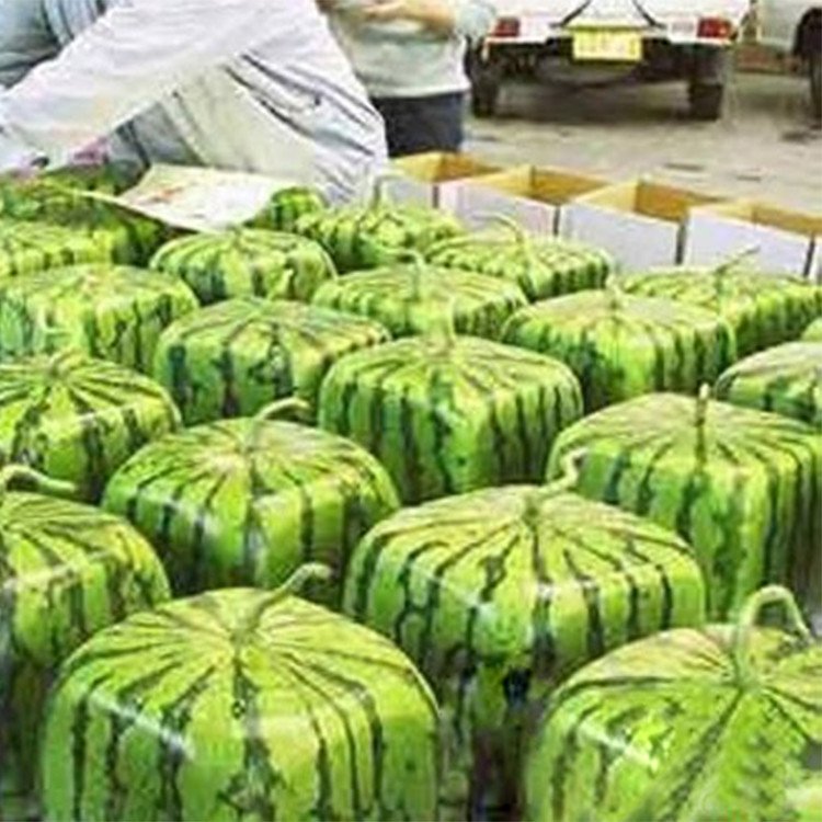 A-Package-50-Pieces-Seeds-Rare-Simple-Geometric-Square-Watermelons-Seeds-Delicious-Chinese-Fruit-Wat-32682757926