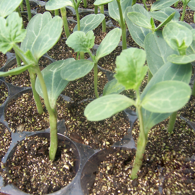 A-Package-50-Pieces-Seeds-Rare-Simple-Geometric-Square-Watermelons-Seeds-Delicious-Chinese-Fruit-Wat-32682757926