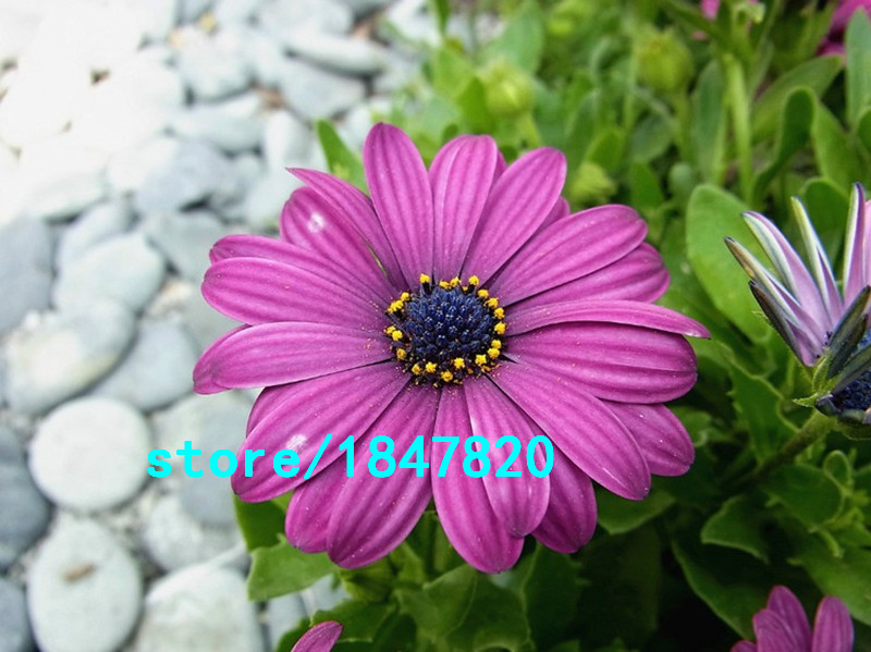 Hot-Selling-Rare-100-pcs-Purple-Osteospermum-Seeds-Potted-Flowering-Plants-Blue-Daisy-Flower-Seeds-f-32673315167