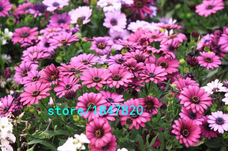 Hot-Selling-Rare-100-pcs-Purple-Osteospermum-Seeds-Potted-Flowering-Plants-Blue-Daisy-Flower-Seeds-f-32673315167