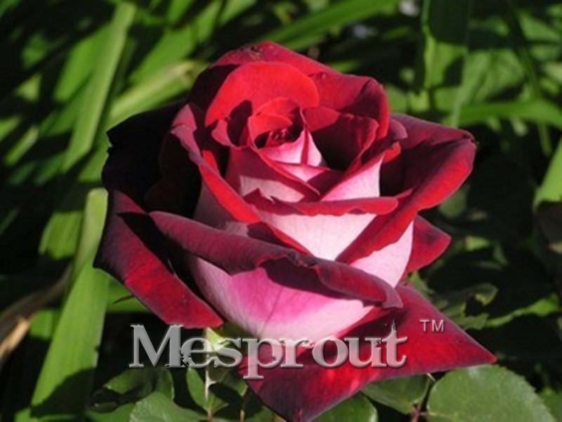 Time-Limit-100-Particles-a-Large-Collection-of-All-Kinds-of-Rare-Rose-Seeds-Perennial-Flowers-14-Var-32701337070