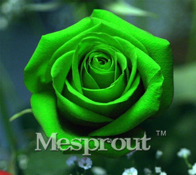 Time-Limit-100-Particles-a-Large-Collection-of-All-Kinds-of-Rare-Rose-Seeds-Perennial-Flowers-14-Var-32701337070