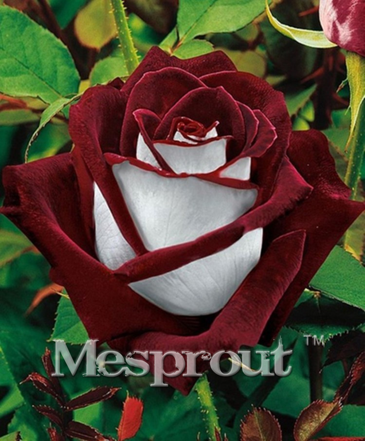 Time-Limit-100-Particles-a-Large-Collection-of-All-Kinds-of-Rare-Rose-Seeds-Perennial-Flowers-14-Var-32701337070