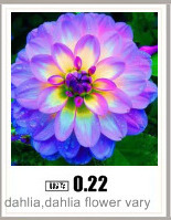 dahliadahlia-flower-vary-Colors-Dahlias-Seeds-For-DIY-Home-Garden-free-shipping-20-seeds-bag-32452447776