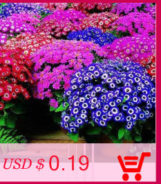 free-shipping-Flower-seeds-plant-hanging-petunia-seeds-balcony--100-seeds-32439631803