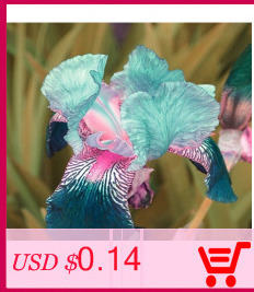 free-shipping-Flower-seeds-plant-hanging-petunia-seeds-balcony--100-seeds-32439631803